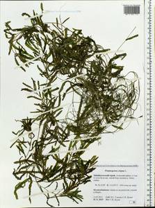 Potamogeton crispus L., Siberia, Baikal & Transbaikal region (S4) (Russia)