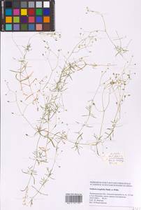 Stellaria longifolia (Regel) Muhl. ex Willd., Eastern Europe, North-Western region (E2) (Russia)