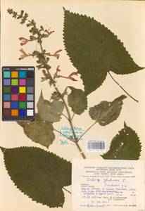 MHA 0 156 151, Salvia glutinosa L., Eastern Europe, West Ukrainian region (E13) (Ukraine)