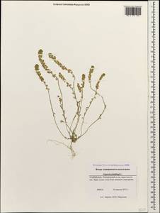 Clypeola jonthlaspi L., Caucasus, Azerbaijan (K6) (Azerbaijan)