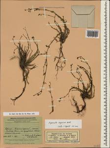 Cynanchica supina (M.Bieb.) P.Caputo & Del Guacchio, Crimea (KRYM) (Russia)