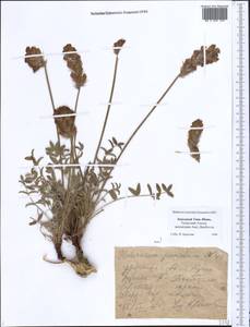 Hedysarum, Middle Asia, Western Tian Shan & Karatau (M3) (Kazakhstan)