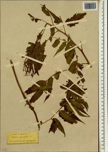 Datisca cannabina L., South Asia, South Asia (Asia outside ex-Soviet states and Mongolia) (ASIA) (Turkey)