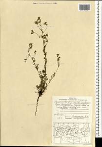 Chamaerhodos erecta (L.) Bunge, Mongolia (MONG) (Mongolia)