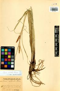 Carex vesicata Meinsh., Siberia, Baikal & Transbaikal region (S4) (Russia)