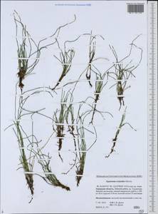 Equisetum scirpoides Michx., Siberia, Russian Far East (S6) (Russia)