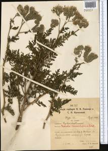 Phacelia tanacetifolia Benth., Middle Asia, Northern & Central Kazakhstan (M10) (Kazakhstan)