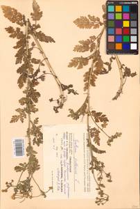 Tanacetum parthenium (L.) Sch. Bip., Eastern Europe, Western region (E3) (Russia)