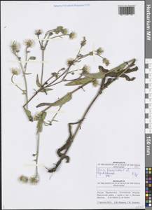 Picris hieracioides L., Eastern Europe, Middle Volga region (E8) (Russia)