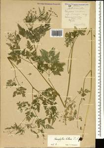 Chaerophyllum bulbosum L., Caucasus, Stavropol Krai, Karachay-Cherkessia & Kabardino-Balkaria (K1b) (Russia)