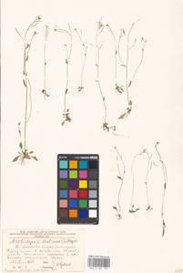 Arabidopsis thaliana (L.) Heynh., Eastern Europe, Moscow region (E4a) (Russia)