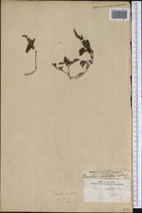 Amaranthus caudatus L., America (AMER) (United States)