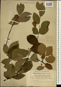 Fagus sylvatica L., Crimea (KRYM) (Russia)