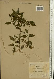 Solanum lycopersicum L., Eastern Europe, North-Western region (E2) (Russia)