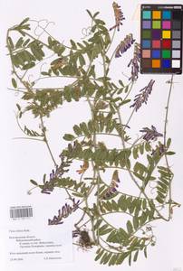 Vicia villosa Roth, Eastern Europe, Central forest-and-steppe region (E6) (Russia)