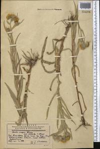 Pentanema caspicum (F. K. Blum ex Ledeb.) G. V. Boiko, Korniy. & Mosyakin, Middle Asia, Western Tian Shan & Karatau (M3) (Kazakhstan)