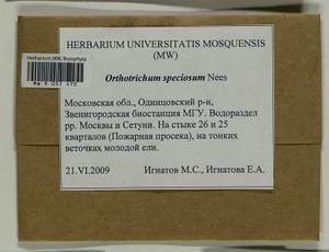 Lewinskya speciosa (Nees) F. Lara, Garilleti & Goffinet, Bryophytes, Bryophytes - Moscow City & Moscow Oblast (B6a) (Russia)