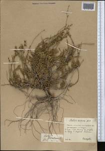 Limonium suffruticosum (L.) Kuntze, Middle Asia, Northern & Central Kazakhstan (M10) (Kazakhstan)