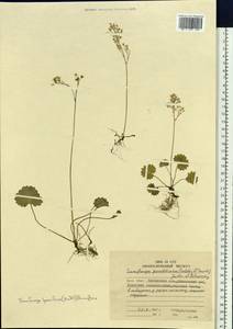 Micranthes nelsoniana var. insularis (Hultén) Gornall & H. Ohba, Siberia, Chukotka & Kamchatka (S7) (Russia)