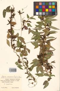 Glycine max subsp. soja (Siebold & Zucc.) H.Ohashi, Siberia, Russian Far East (S6) (Russia)