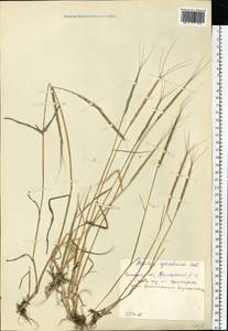 Aegilops cylindrica Host, Eastern Europe, Rostov Oblast (E12a) (Russia)