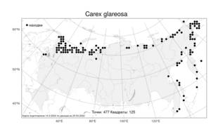 Carex glareosa Schkuhr ex Wahlenb., Atlas of the Russian Flora (FLORUS) (Russia)