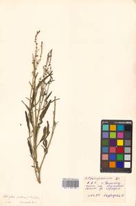 Atriplex patens (Litv.) Iljin, Siberia, Russian Far East (S6) (Russia)