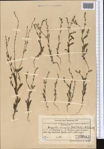 Pseudolappula sinaica (A. DC.) Khoshsokhan, Sherafati & Kaz. Osaloo, Middle Asia, Northern & Central Tian Shan (M4) (Kazakhstan)