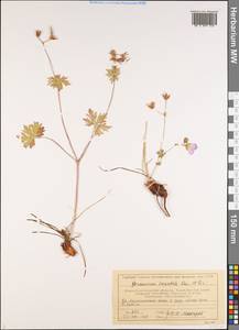 Geranium saxatile Kar. & Kir., Middle Asia, Western Tian Shan & Karatau (M3) (Kazakhstan)