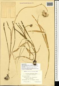 Allium decipiens subsp. quercetorum Seregin, Crimea (KRYM) (Russia)