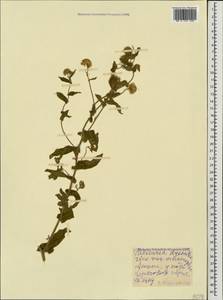Pulicaria dysenterica (L.) Bernh., Caucasus, Krasnodar Krai & Adygea (K1a) (Russia)