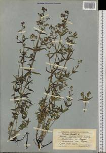 Galium boreale L., Siberia, Yakutia (S5) (Russia)