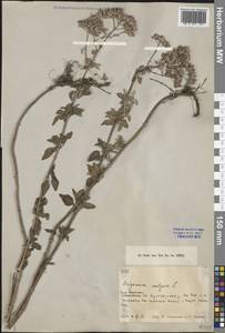 Origanum vulgare L., Middle Asia, Muyunkumy, Balkhash & Betpak-Dala (M9) (Kazakhstan)