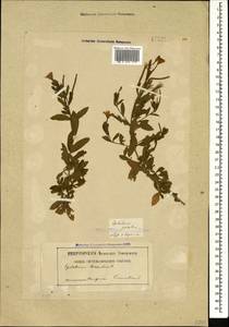 Epilobium hirsutum L., Caucasus, Georgia (K4) (Georgia)