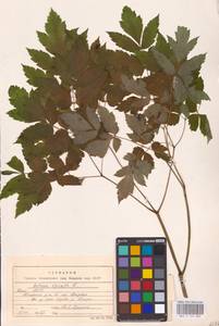 Actaea spicata L., Eastern Europe (no precise locality) (E0)