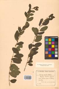 Flueggea suffruticosa (Pall.) Baill., Siberia, Russian Far East (S6) (Russia)