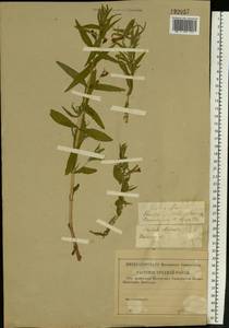 Gratiola officinalis L., Eastern Europe, Volga-Kama region (E7) (Russia)