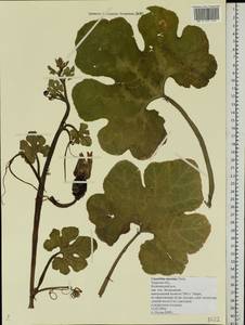 Cucurbita maxima Duchesne, Eastern Europe, North-Western region (E2) (Russia)