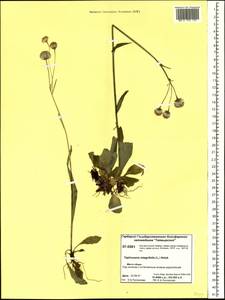 Tephroseris integrifolia (L.) Holub, Siberia, Central Siberia (S3) (Russia)