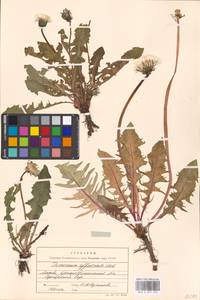 Taraxacum officinale Weber ex Wiggins, Eastern Europe, Moscow region (E4a) (Russia)