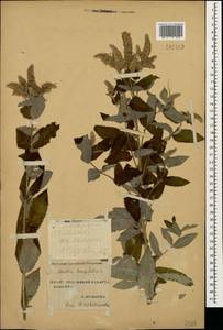 Mentha longifolia (L.) L., Caucasus, Stavropol Krai, Karachay-Cherkessia & Kabardino-Balkaria (K1b) (Russia)
