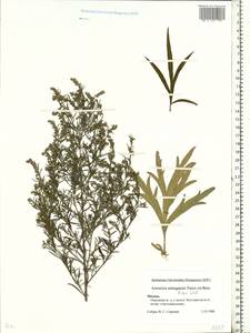 Artemisia dubia Wall. ex Besser, Eastern Europe, Moscow region (E4a) (Russia)