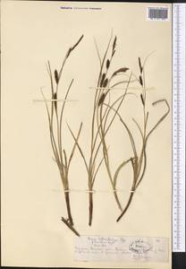 Carex songorica Kar. & Kir., Middle Asia, Northern & Central Tian Shan (M4) (Kazakhstan)