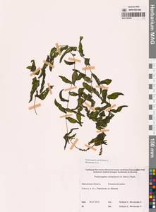 Potamogeton perfoliatus L., Siberia, Chukotka & Kamchatka (S7) (Russia)