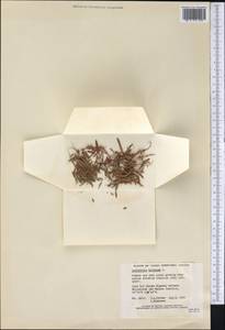 Salicornia europaea L., America (AMER) (Canada)