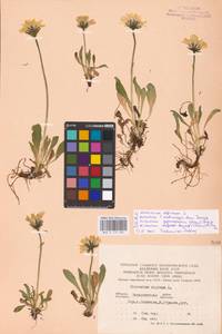 Hieracium alpinum L., Eastern Europe, West Ukrainian region (E13) (Ukraine)