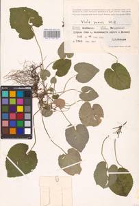 Viola suavis M. Bieb., Eastern Europe, Central forest-and-steppe region (E6) (Russia)