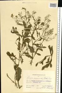 Rorippa × armoracioides (Tausch) Fuss, Eastern Europe, Middle Volga region (E8) (Russia)