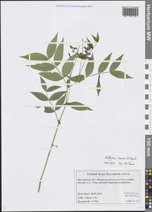 Lathyrus vernus (L.) Bernh., Eastern Europe, Central forest region (E5) (Russia)