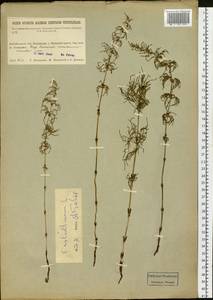 Equisetum sylvaticum L., Siberia, Baikal & Transbaikal region (S4) (Russia)
